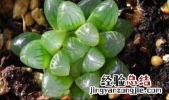 怎么养多肉植物玉露 多肉植物玉露如何养殖