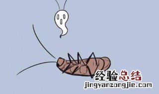 蟑螂为什么会爬到床上 为什么蟑螂会爬到床上