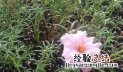 太阳花怎么种 种植太阳花的两种方法