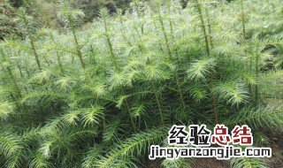 杉木育苗技术 杉木育苗方法