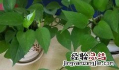 怎么养绿萝才茂盛施肥 养绿箩的方法