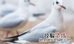 老鸽子好还是嫩鸽子好 老鸽子与嫩鸽子哪种好