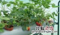 水培草莓怎么种植方法 水培草莓种植方法和注意事项