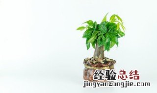 发财树客厅摆放风水禁忌 发财树放客厅风水好吗