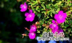 蝴蝶花怎么养家庭养法冬季 蝴蝶花怎么养家庭养法