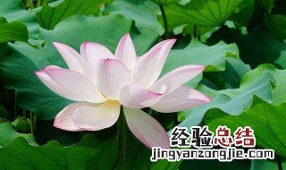 荷花怎么种 荷花怎么栽种