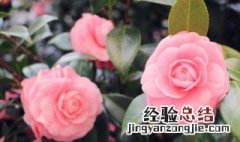 假花放哪里不影响风水 假花放家里风水不好吗