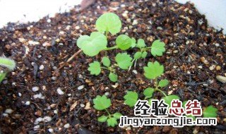 怎么种草莓种子 草莓种子如何种植