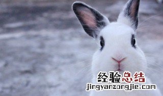 女肖是哪几个肖 女肖是什么肖?