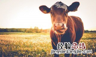 小牛要养多久可以下小牛 小牛养多长时间就能卖