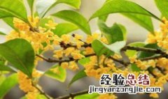 桂花树叶子尖干枯怎么办 桂花树叶子尖干枯的处理方法