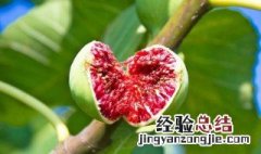 新鲜的无花果怎么吃 新鲜的无花果能直接吃吗