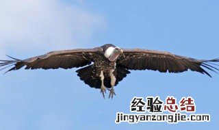 老鹰教孩子飞翔的故事 老鹰教孩子飞翔的故事主要讲了什么