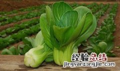 油菜的储存方法和温度 油菜的储存方法