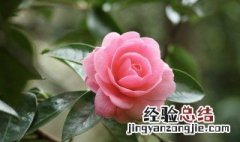 花粉的储存方法 花粉的储存方法是什么