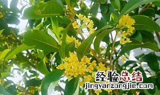 桂花怎么保存香味不散 桂花如何长期保存