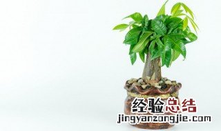 发财树放屋里好不好 屋里放发财树好吗