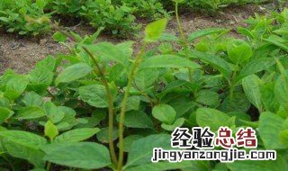 药材沙参的种植方法视频 药材沙参的种植方法