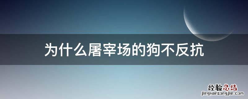 为什么屠宰场的狗不反抗