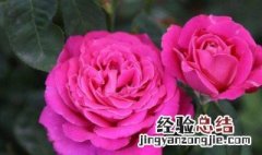 茶花叶子干枯怎么办 茶花叶子干枯的处理方法