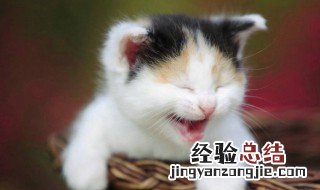 猫咪不爱吃猫粮怎么办 解决的办法是什么