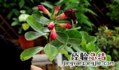 玫瑰花枝怎么养 玫瑰花枝养殖方法