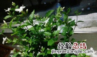 茉莉树种植方法 茉莉树怎么栽