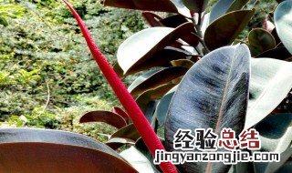 橡皮树掉叶子怎么回事 橡皮树掉叶子怎么回事情
