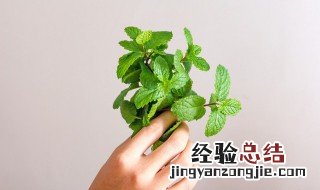 薄荷叶泡水喝瘦身吗 经常喝薄荷叶泡水能不能减肥