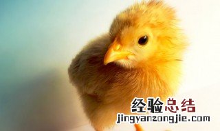 鸡淋了大雨如何补救 如何补救鸡淋了大雨