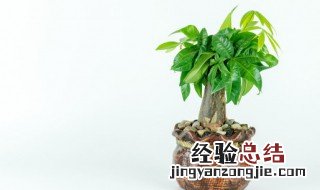 朋友搬新家送什么盆栽 朋友搬新家送什么盆栽工艺品比较合适