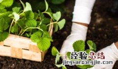 阳台种草莓种子的种植方法视频 阳台种草莓种子的种植方法