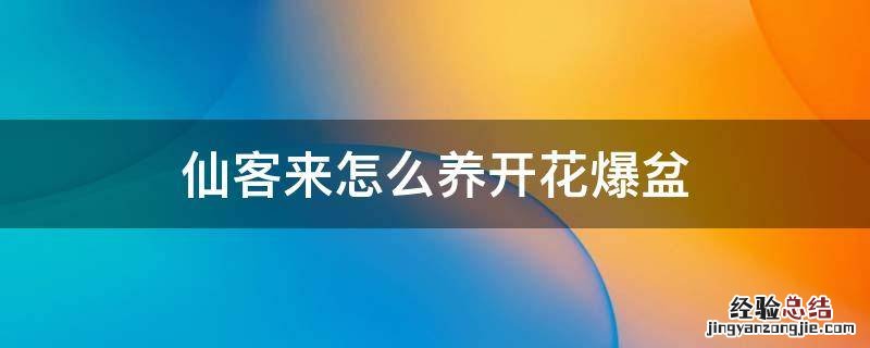 仙客来怎么养开花爆盆