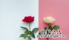 一枝玫瑰花怎么养才不会枯萎 一枝玫瑰花怎么养