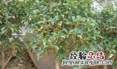 盆栽桂花冬天用施肥吗 桂花冬天要不要施肥