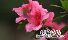 杜鹃花可以用什么肥 杜鹃花怎么施肥