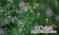 大茴香和小茴香有什么区别 孜然是什么植物的种子