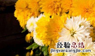 长江以南菊花过冬的方法是什么 菊花如何过冬