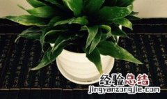 太阳神盆栽怕冻吗 太阳神植物怕冷吗