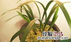 网购兰花种植方法 网购兰花如何种植好