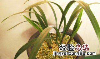 网购兰花种植方法 网购兰花如何种植好