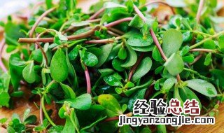 马齿苋能治白发吗 马齿苋能治白发吗?一天吃多少?