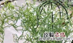 多肉大苍角殿养殖方法 大苍角殿和小苍角殿