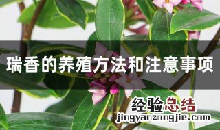 瑞香植物的种植方法 植物瑞香养殖方法