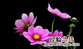 格桑花室外种植方法和时间 格桑花如何种植