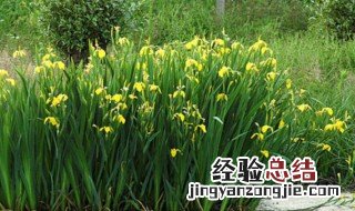 水生菖蒲繁殖方法 水生菖蒲如何繁殖