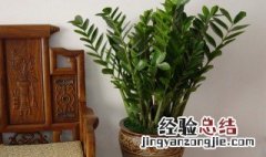 房间放什么植物好风水 房间里放什么植物最好风水