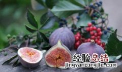 新鲜的无花果要放冰箱吗 无花果没洗直接放冰箱可以吗