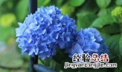 无尽夏绣球花的冬季修剪方法 无尽夏绣球花如何修剪