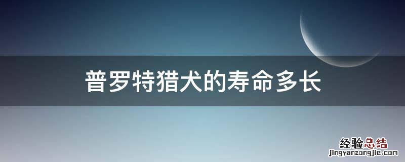 普罗特猎犬的寿命多长